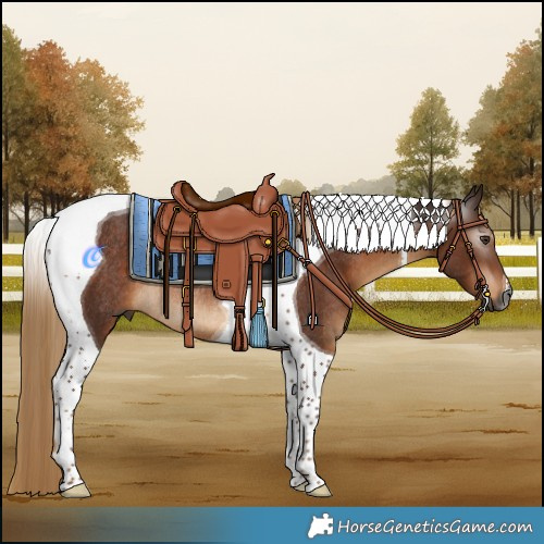 Horse Color:Gray Liver Chestnut Tobiano Rabicano 