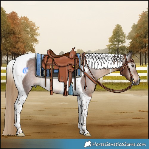 Horse Color:Gray Liver Chestnut Tobiano Rabicano