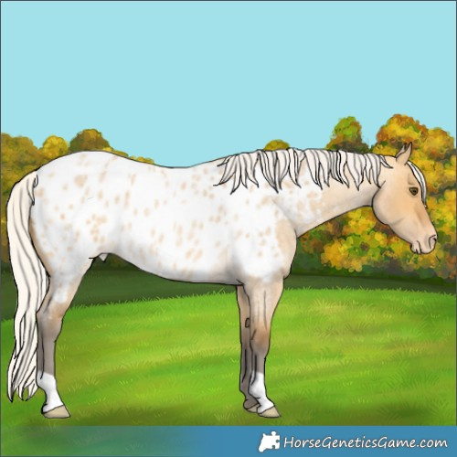 Horse Color:Silver Buckskin Roan Dun Appaloosa 