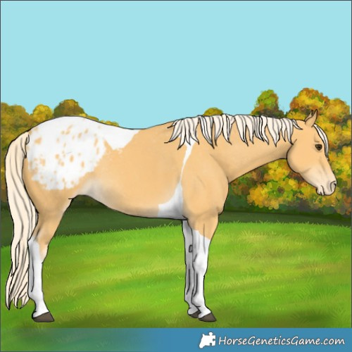 Horse Color:Palomino Tobiano Appaloosa Rabicano