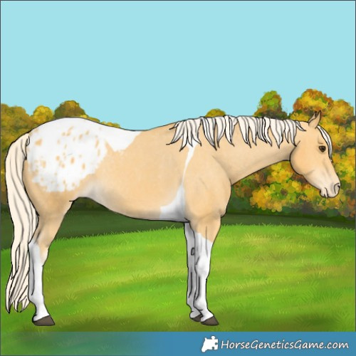 Horse Color:Palomino Tobiano Appaloosa Rabicano 