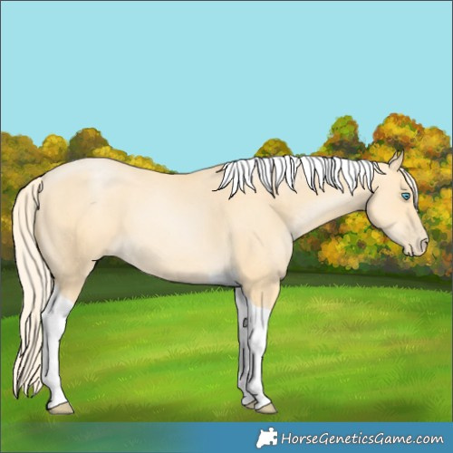Horse Color:Palomino Pearl Tobiano