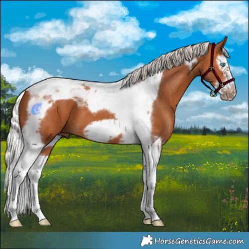Horse Color:Silver Bay Splash Tobiano Frame