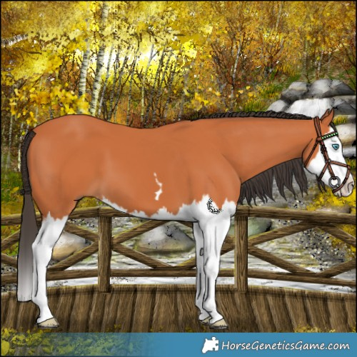 Horse Color:Bay Splash 