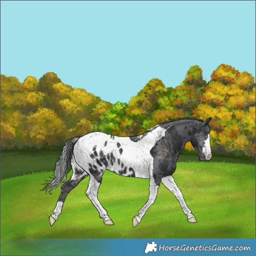 Horse Color:Black Merle Tobiano Skewed Appaloosa