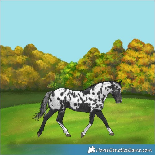 Horse Color:Black Tobiano Skewed Appaloosa 