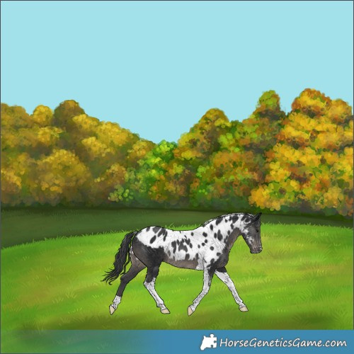 Horse Color:Black Tobiano Skewed Appaloosa 