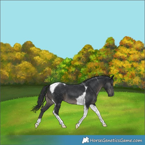 Horse Color:Black Tobiano