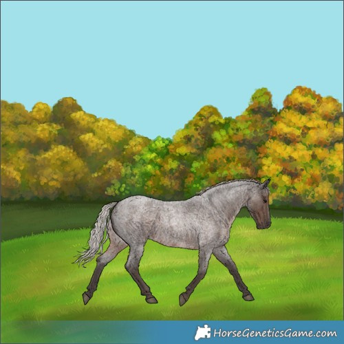 Horse Color:Silver Blue Roan