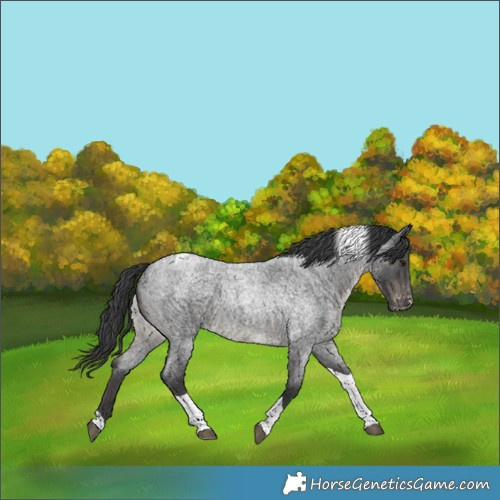 Horse Color:Blue Roan Tobiano Skewed Appaloosa 