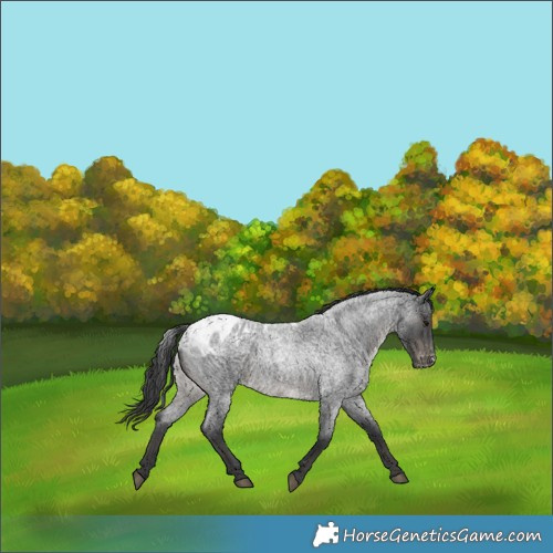 Horse Color:Blue Roan Skewed Appaloosa