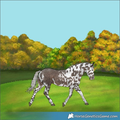Horse Color:Silver Black Tobiano Skewed Appaloosa 