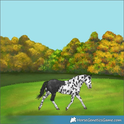 Horse Color:Black Tobiano Skewed Appaloosa