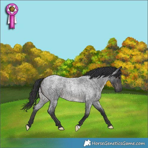 Horse Color:Blue Roan 