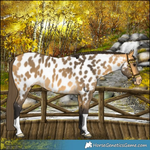 Horse Color:Buckskin Appaloosa