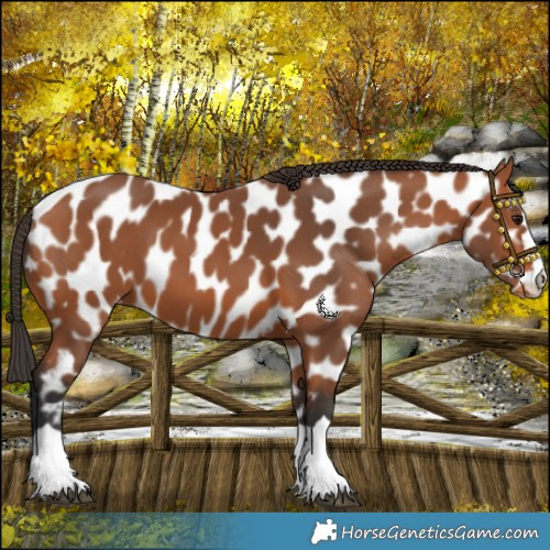 Horse Color:Bay Appaloosa 