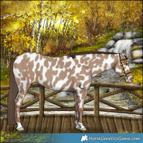 Horse Color:Classic Champagne Appaloosa 