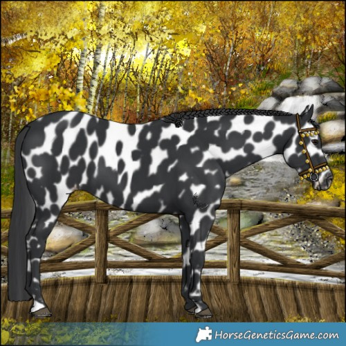 Horse Color:Black Near Leopard