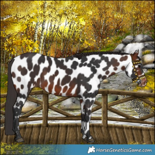 Horse Color:Bay Appaloosa