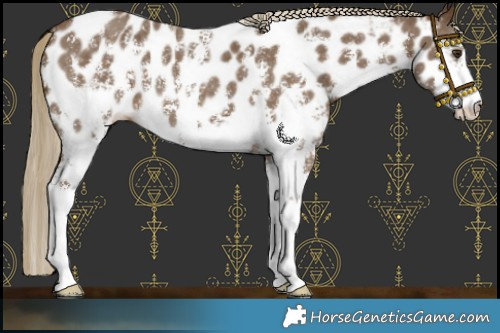 Horse Color:Chocolate Palomino Sabino Appaloosa 