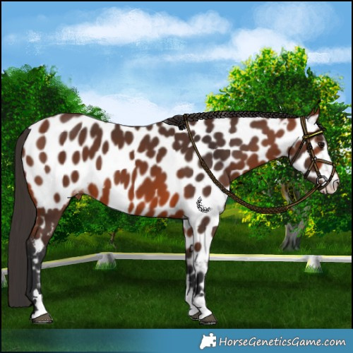 Horse Color:Bay Appaloosa 