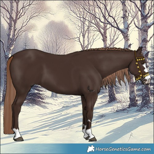 Horse Color:Liver Chestnut 