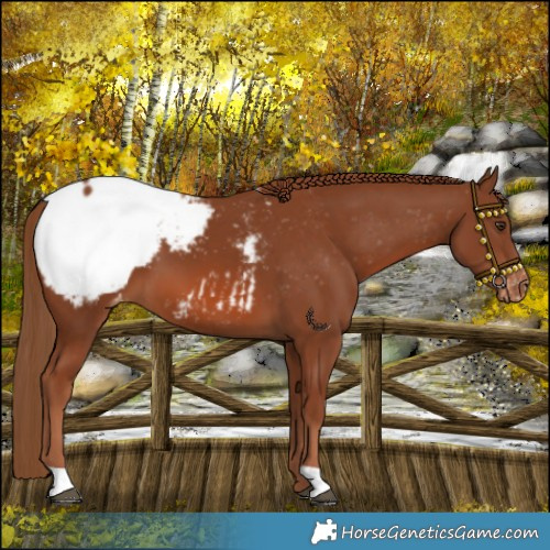 Horse Color:Chestnut Snowcap