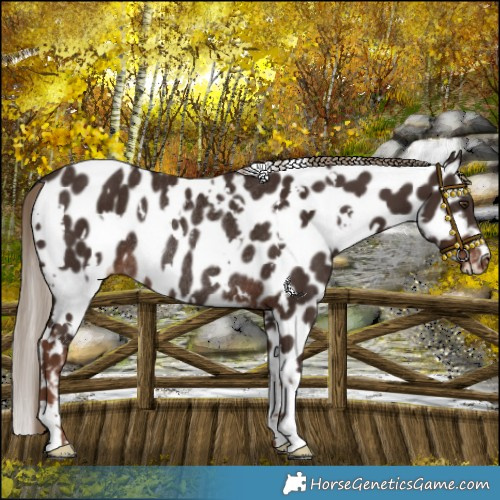 Horse Color:White Spotted Liver Chestnut Appaloosa Rabicano