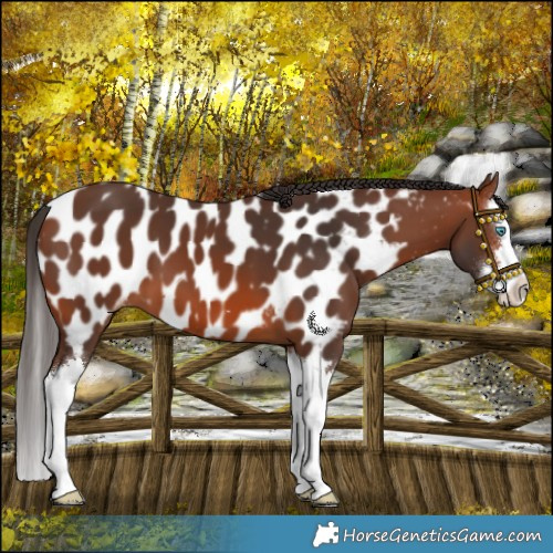 Horse Color:Bay Splash Appaloosa 