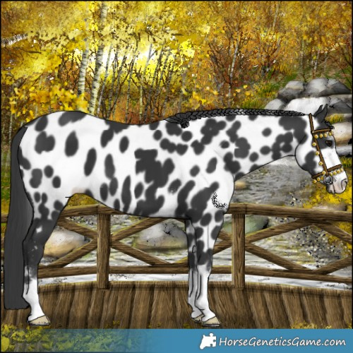 Horse Color:Black Appaloosa 
