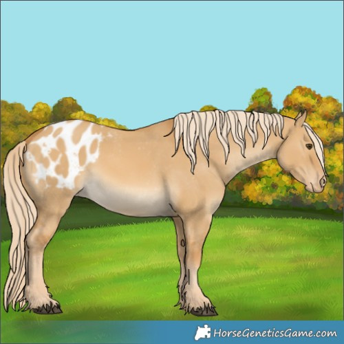 Horse Color:Palomino Dun Appaloosa 