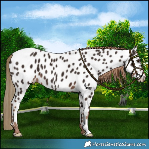 Horse Color:Liver Chestnut Appaloosa