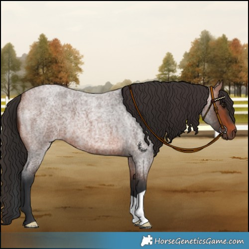 Horse Color:Bay Roan 