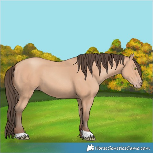 Horse Color:Amber Champagne 