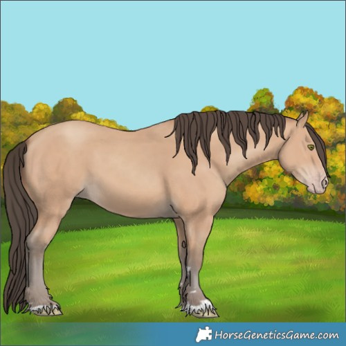 Horse Color:Amber Champagne 