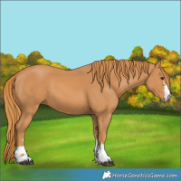 Horse Color:Chestnut 
