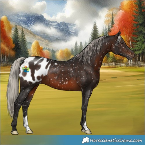 Horse Color:Gray Silver Brown Appaloosa 
