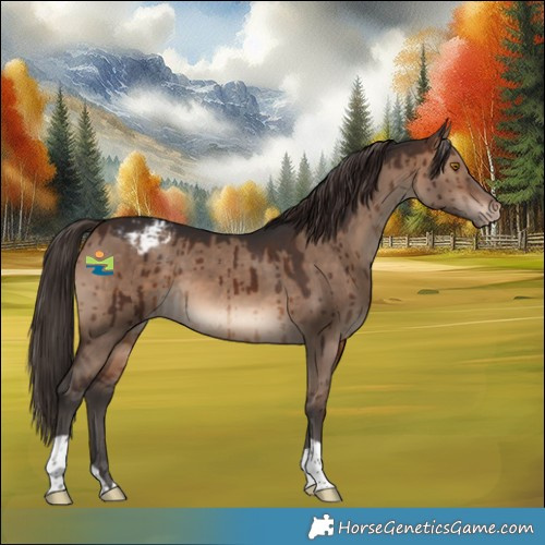Horse Color:Brown Dun Appaloosa Brindle 