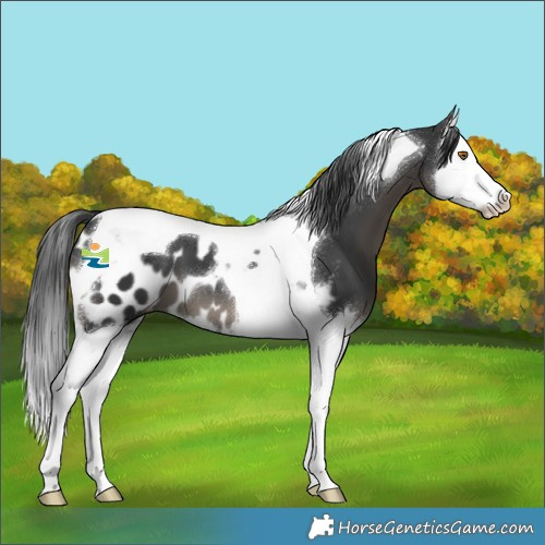 Horse Color:Black Splash Tobiano Appaloosa 