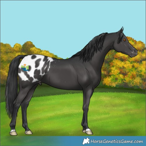 Horse Color:Black Appaloosa