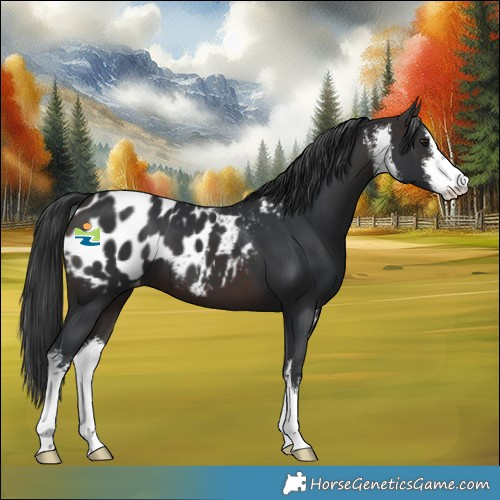 Horse Color:White Spotted Brown Appaloosa 