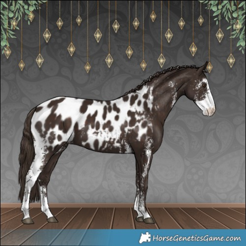 Horse Color:Liver Chestnut Sabino Appaloosa 