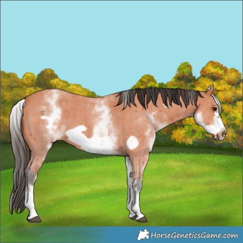 Horse Color:White Spotted Bay Sabino Frame