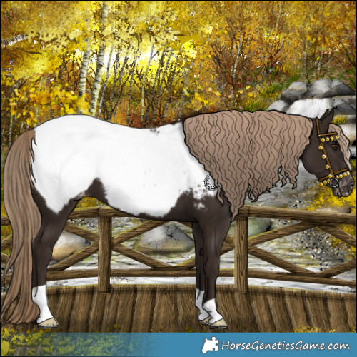 Horse Color:Liver Chestnut Snowcap 