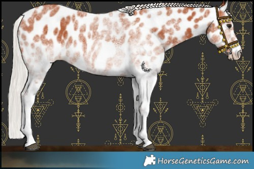 Horse Color:White Spotted Silver Bay Appaloosa Rabicano 