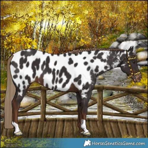 Horse Color:Liver Chestnut Near Leopard 