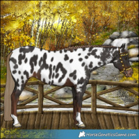 Horse Color:Liver Chestnut Near Leopard