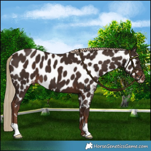 Horse Color:Liver Chestnut Appaloosa 