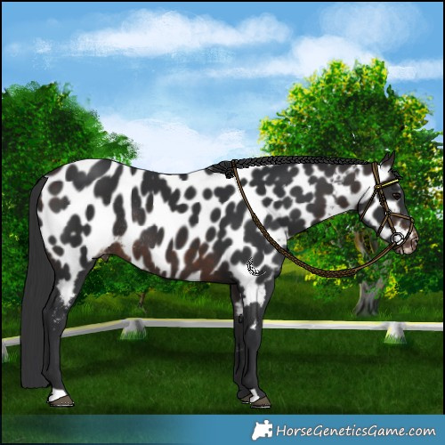 Horse Color:Brown Near Leopard Rabicano 