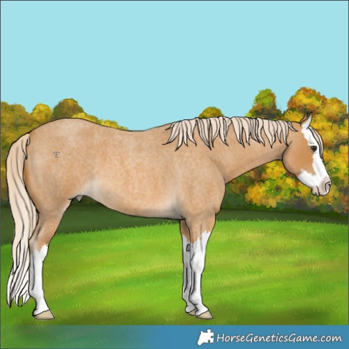 Horse Color:Palomino Roan Splash 